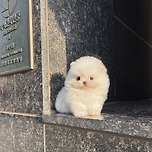 포메라니안분양 포메라니안분양가 포메라니안책임분양 포메라니안입양 포메라니안 이미지