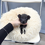 이탈리안그레이하운드분양 이탈리안그레이하운드책임분양 이탈리안그레이하운드분양가 이탈리안그레이하운드입양 이탈리안그레이하운드 아이지 아이지분양 이미지