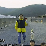 진돗개 소개하다가 물림 이미지