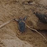 태어나자마자 바다로 달려가는 새끼 거북이들.gif 이미지