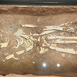 국립중앙박물관에는 실제 사람 뼈가 전시되어 있다 이미지