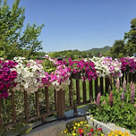 나비축제 2025.5.4.(일) 김성현(金成炫 Ph.D.) 가족봉사단 나비축제 문화·예술·미술·과학·기술·역사·유물·유적·향기·정기·혼 이미지