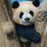 🐼 루빵이가 된 루이바오 이미지