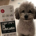 주인 한테 보여주려고 예술작품을 만든 댕댕이 이미지