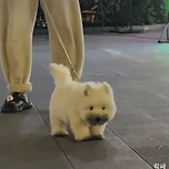 군고구마 먹은 댕댕이 이미지