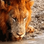 겁없이 사자에게 들이대는 새끼 거북이 이미지