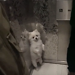 엘리베이터에 탄 사람들이 무서운 댕댕이 이미지