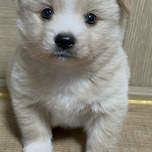 시고르자브종 입양강쥐 근황사진들 (안보면 후회함🤣) 이미지