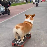 보드를 여유있게 즐기는 댕댕이 이미지