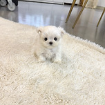 말티즈분양 말티즈책임분양 말티즈분양가 말티즈입양 말티즈 말티즈특징 이미지