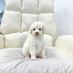 스탠다드푸들분양 스탠다드푸들책임분양 스탠다드푸들분양가 스탠다드푸들입양 스탠다드푸들 스탠다드푸들특징 스탠푸 이미지