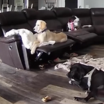 댕청미 1등인 견종 이미지