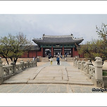 [서울 종로] 창경궁(昌慶宮)의 봄 / 春 풍경 이미지