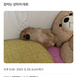 잠자는 강아지 대회 이미지