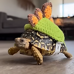 방금 귀여운 스웨터봄 이미지