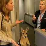 비행기 탑승 거부당한 캥거루 ㅋㅋㅋ 이미지