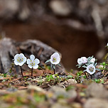 03/01... 변산바람꽃.... 청림마을...~~~ 이미지