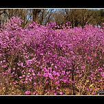 [경기 부천] 2025년 원미산 진달래 이미지