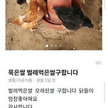 묵은 쌀, 벌레먹은 쌀을 구하는 이유 이미지