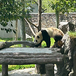 오늘자 뱃살 없는 푸바오🐼 이미지
