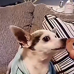 입맛 까다로운 댕댕이들.gif 이미지