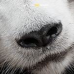 치명적인 러부지의 콧물 이미지