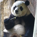 어제자 동굴 안에서 깜찍한 푸바오💛🐼 이미지