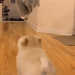 어쨌든 점프를 하긴 한 새끼 강아지 이미지