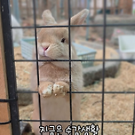 토춘기 와서 하찮은 깡패짓하다가 수감생활 중인 토끼🐰 이미지