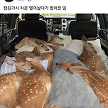 캠핑가서 차문 열어놨다가 벌어진 일 이미지