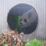 푸바오🐼의 자연스러운 턴ㅋㅋ 이미지