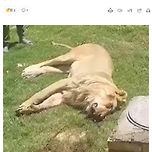 (이게 왜 진짜?) 애완 사자 키우다가 잡아먹힌 주인 이미지