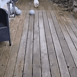 댕댕이의 매너발.gif 이미지