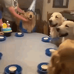 골든 리트리버 생일 이미지