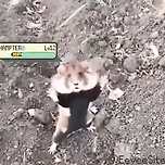 햄스터 : 아앗 놀래라, 놀랬네. 말을 하지!.mp4 이미지