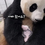 포토샵 하루 수업듣고 누끼따서 합성한 것같은 바오🐼 이미지