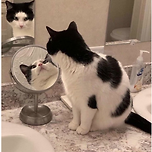 고양이 얼굴 각도의 중요성 이미지