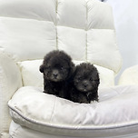 실버푸들분양 실버푸들책임분양 실버푸들분양가 실버푸들입양 실버푸들 실버푸들특징 실버토이푸들 이미지