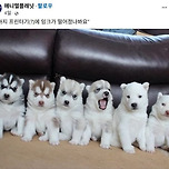 강아지 프린터기(?)에 잉크가 떨어졌나봐요.jpg 이미지