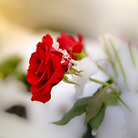 사랑할 때만 피는 꽃 이미지