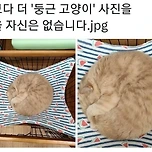 가장 완벽하게 둥근 고양이 이미지