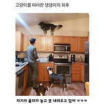 고양이를 따라한 댕댕이의 최후 이미지