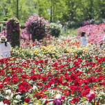 2025년 5월 에버랜드 장미축제 이미지