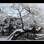 [서울 종로] 창덕궁(昌德宮)의 설경(雪景) 이미지