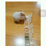 햄스터 전용 애슐리 이미지