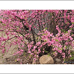 [서울 종로] 창덕궁(昌德宮)의 봄 / 春 풍경 이미지