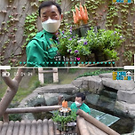 야생 당근을 먹는 러바오 보면서 강바오가 엄청 좋아하는 이유 🐼💚 이미지