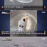 동해에서 사라진 오징어 근황 이미지