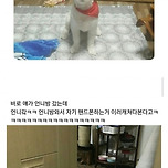 우리집 댕댕이 개 아니야 분명해 이미지