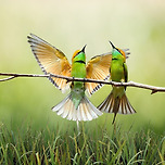 파랑새는 있다 이미지